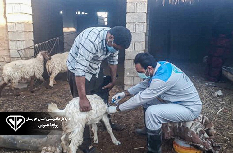 اتمام مرحله نخست واکسیناسیون تب برفکی در دام‌های شهرستان رامشیر