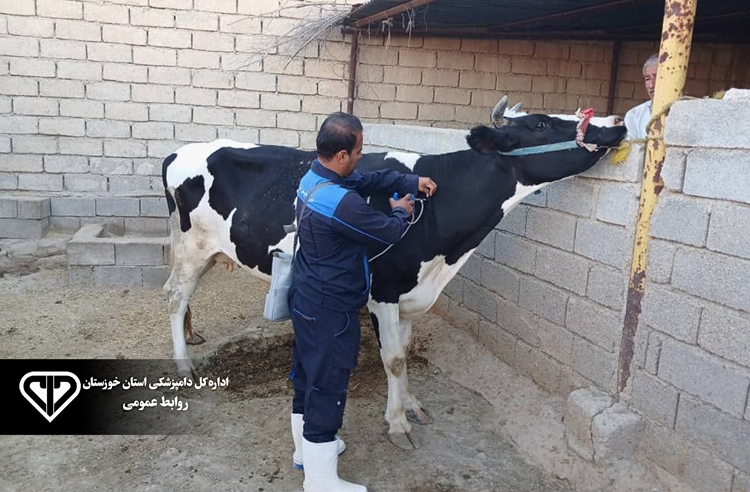 پوشش واکسیناسیون تب برفکی در رامهرمز از مرز ۱۸۵ هزار رأس دام گذشت