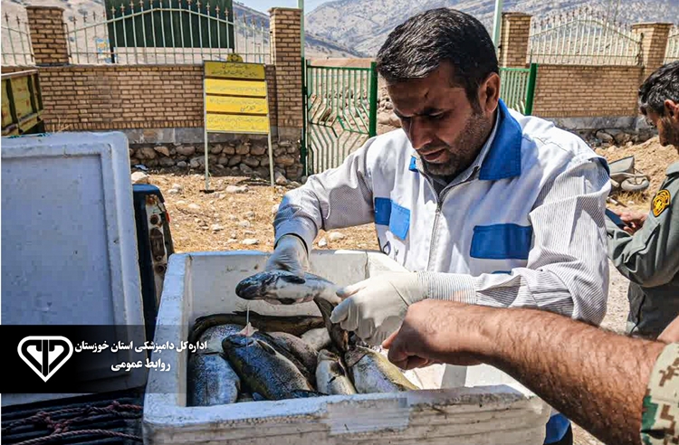جلوگیری از عرضه ماهیان تلف‌شده در سطح شهرستان اندیکا