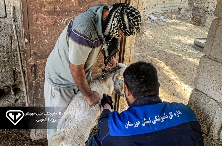واکسیناسیون رایگان بیش از ۴۷ هزار رأس دام سبک علیه بیماری های آبله و بروسلوز در شادگان